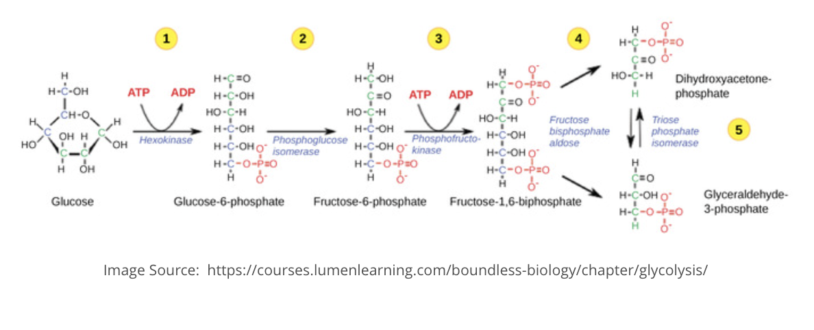 <p><span><span>The hydrolysis of ATP occurs in steps 1 and 3 of glycolysis (shown below).&nbsp; Track the transfer of the phosphate group from the reactant of ATP to the phosphorylated product.&nbsp; </span><strong><span>What is the name of the class of enzymes that can transfer and covalently bond phosphate groups to molecules?</span></strong></span></p>
