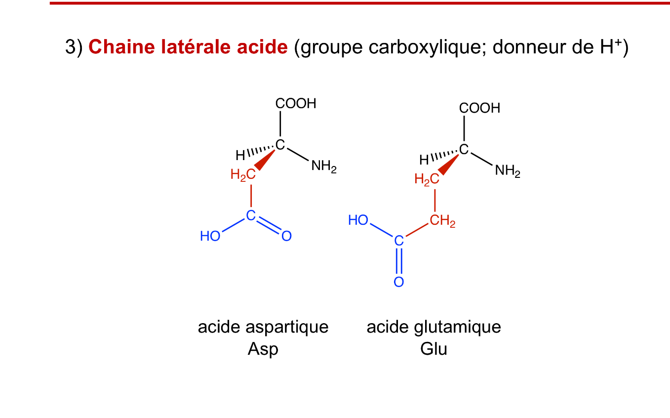 <p>acide aspartique, acide glutamique</p>