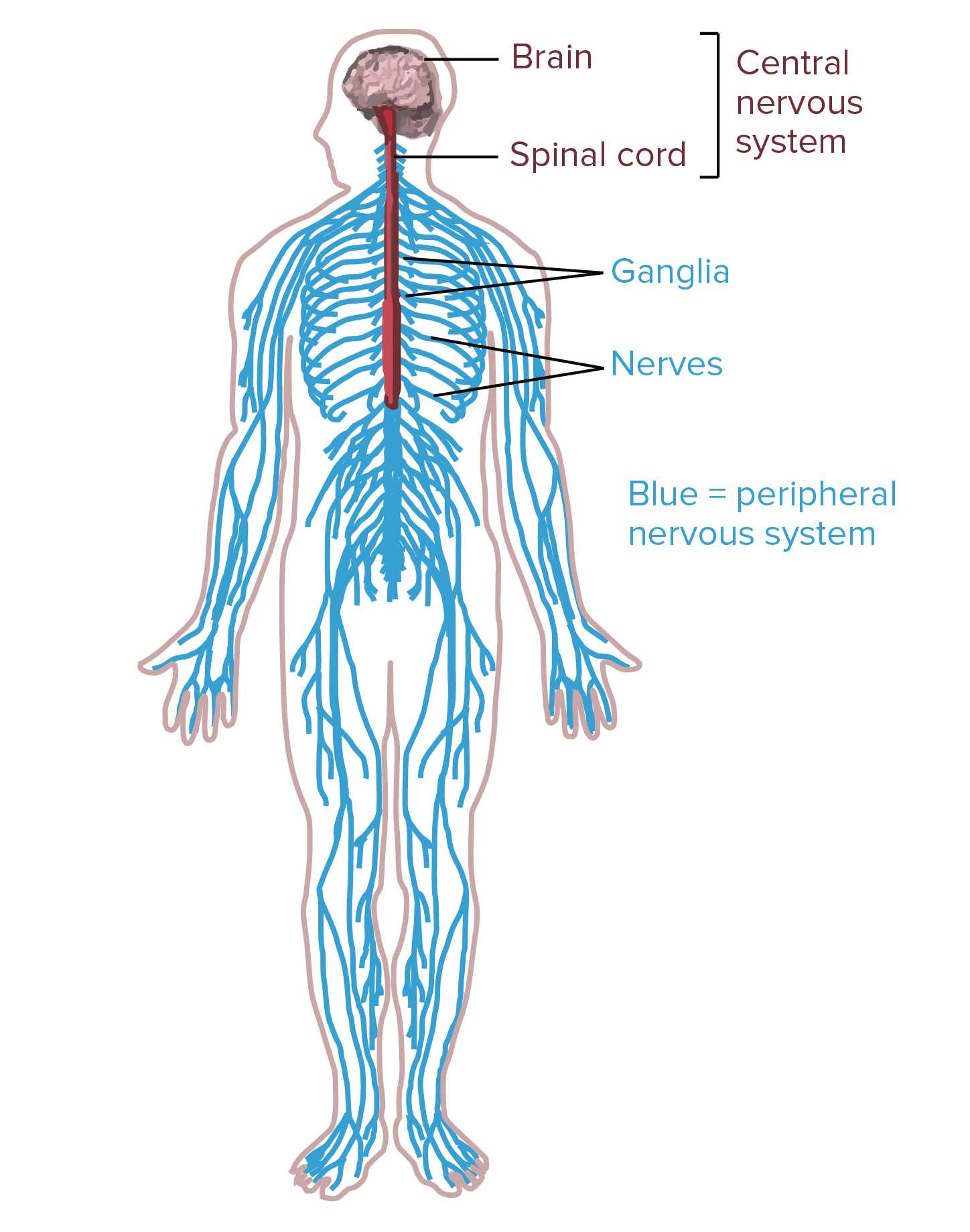 <p>Carry signals from sensory receptors to the spinal cord</p>