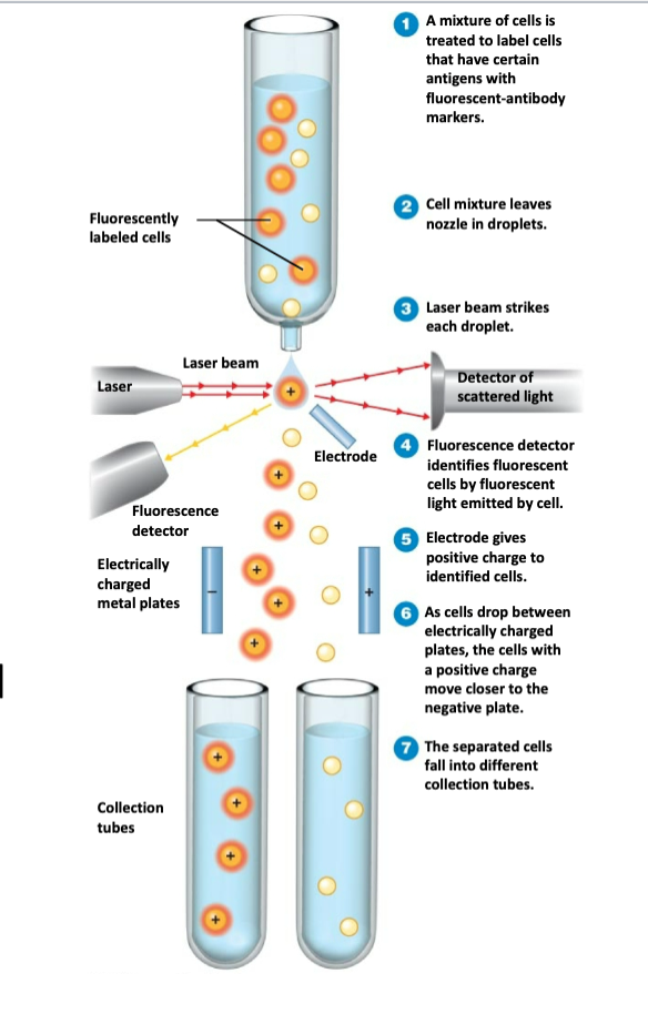 <p>explain the three stages of the “Fluorescence-Activated Cell Sorter (FACS)”</p>