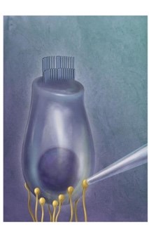 <ul><li><p>There are about 3500 of these hair cells </p></li><li><p>These hair cells are flask shaped</p></li><li><p>They are lined up in a single row</p></li><li><p>The stereocilia of this type of hair cell is not attached to the tectorial membrane </p></li><li><p>Each individual hair cell produces a lot of clarity on auditory information </p></li></ul>