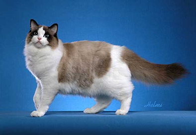 <p>Ragdoll</p>