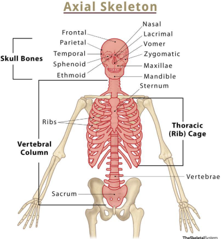 <p>inline with the center of body (head, neck, and body)</p>