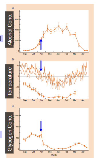 <p><span style="color: rgb(255, 248, 248);">= habituation of an organism’s physiological response to environmental conditions<br>• acclimation – applied to laboratory<br>• acclimatization – applied to nature<br>– Tolerances are not fixed but are preconditioned by recent experience with environmental conditions/variation in abiotic factors</span></p><p><span style="color: rgb(255, 248, 248);"><br>e.g. Insect – freeze avoidance strategy<br>– as temperatures start to decrease in fall, insects physiologically change the composition of their body. <br>– convert glycogen reserves → alcohol (see in graph, glycogen reserves decrease as they turn it into alcohol, we see alchohol conc increase, freezing point depresses)<br>– alcohol depresses the freezing point of body tissues → freeze avoidance</span><br><span style="color: rgb(255, 248, 248);">Therefor, insects survive the cold winters. The reverse the process basically in spring, so it is a reversable process, similar to putting on fur and dumping it depending  on the season in animals. </span></p><p><span style="color: rgb(255, 248, 248);">x axis: month</span></p>