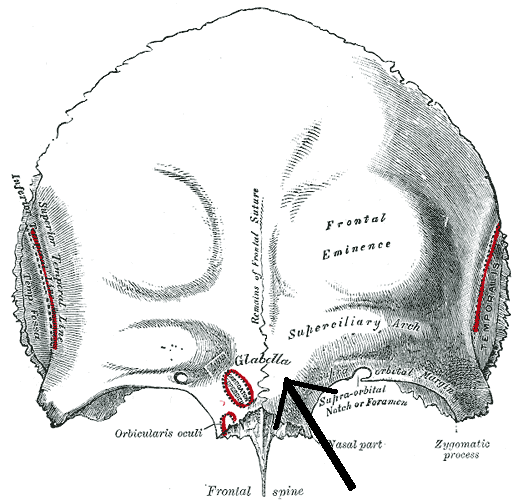 <p>Smooth part in the midline of frontal bone between the superciliary arches, which support the eyebrows, FRONTAL</p>