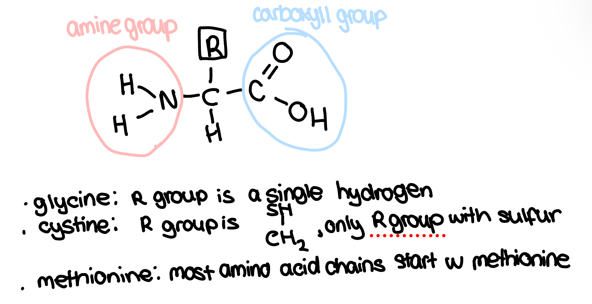 <ul><li><p>proteins are made of the monomer amino acids</p></li><li><p>there are only 20 possible amino acids but if the amino acids are in a different sequence, the (disulfide bridges/hydrogen/ionic) bonds are in different places so the protein folds in a different way and has different 3D shapes in the tertiary structure so form different proteins</p></li><li><p>R group is the variable region(only part that changes), it is usually lots of carbon</p></li></ul><p></p>