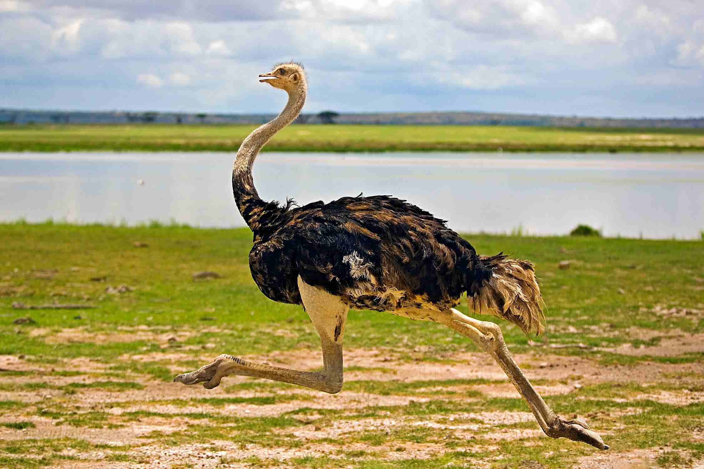 <p>A very large bird that cannot fly</p>