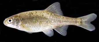 <p><span>Found only in the </span>Umpqua River<span> and partially in its tributaries</span></p>