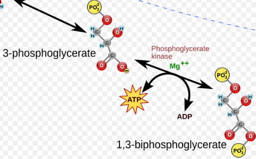 <p>Phosphoglycerate kinase (PGK), 3-Phosphoglycerate (3-PG) and the phosphorylation of ADP to ATP. </p>