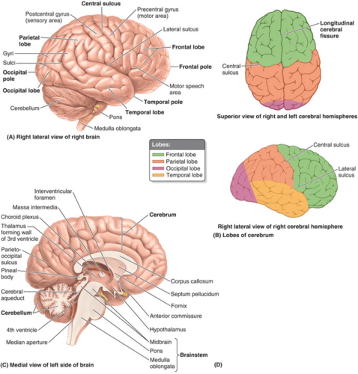 <p>1. cerebrum (cerebral hemispheres)</p><p>2. brainstem</p><p>3. cerebellum</p>