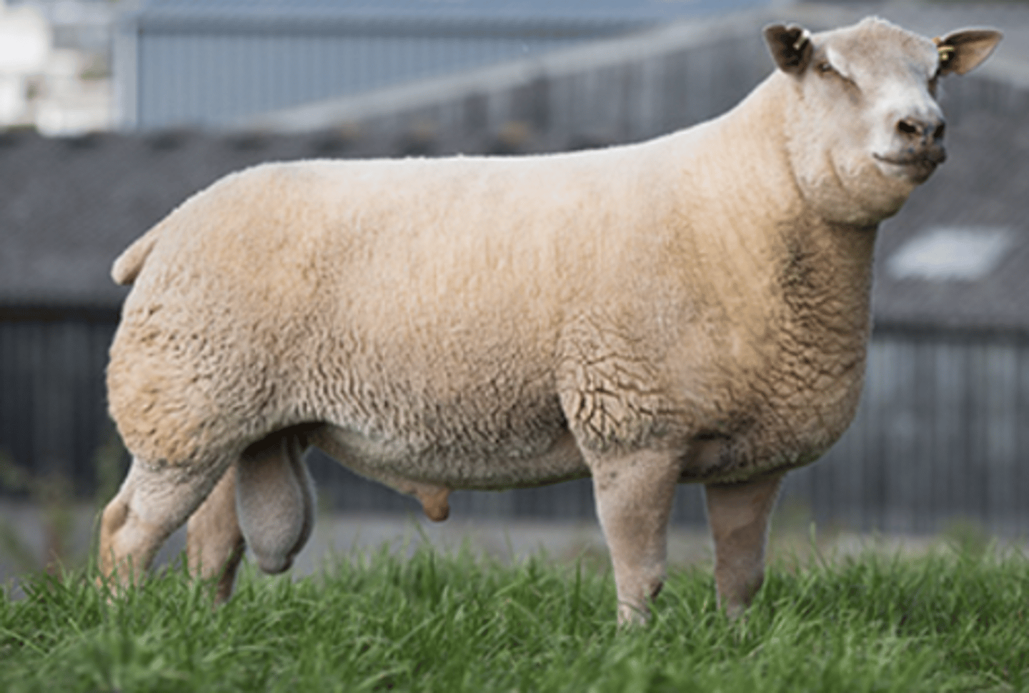 <p>pinkish white, dense head, erect forward ears, meat, extensive</p>