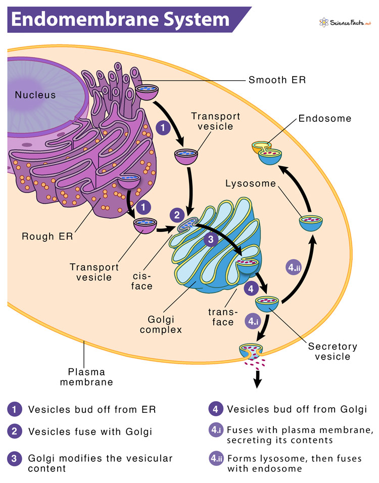 <ul><li><p>ER</p></li><li><p>Golgi</p></li><li><p>Vesicles</p></li><li><p><u>Cell Membrane</u></p></li><li><p>Vacuoles</p></li><li><p>Lysosomes</p></li><li><p><u>Peroxisomes</u></p></li></ul><p></p>