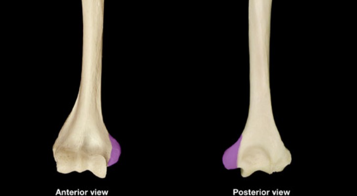 <p>projection sticking out on medial side (bigger and more prominent epicondyle)</p>