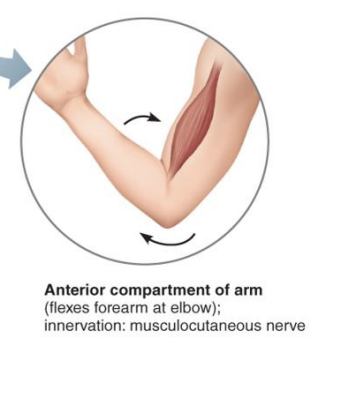 <p><strong>Anterior arm Component</strong></p>