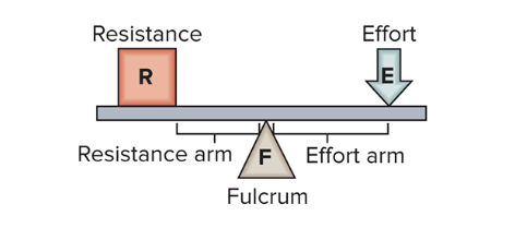 <p>first class lever</p>