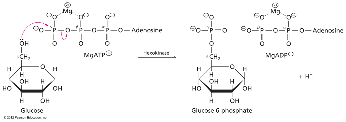<p>Glucose Converted to Glucose 6-phosphate</p><p>Enzyme: Hexokinase: a transferase</p><p>1st ATP Hydrolyzed</p>