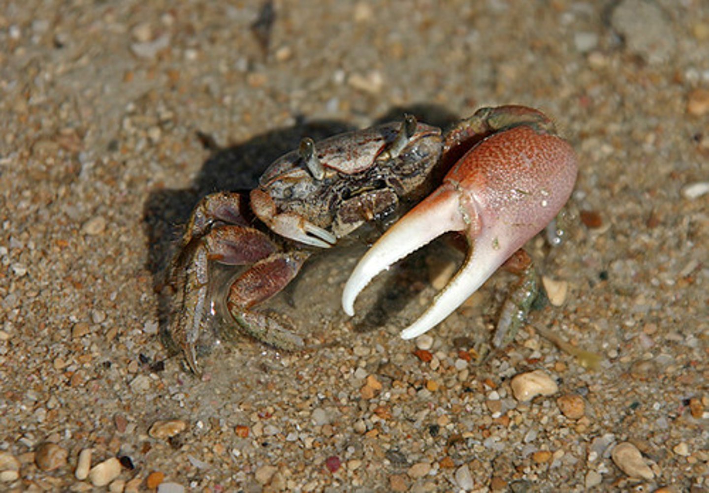 knowt flashcard image