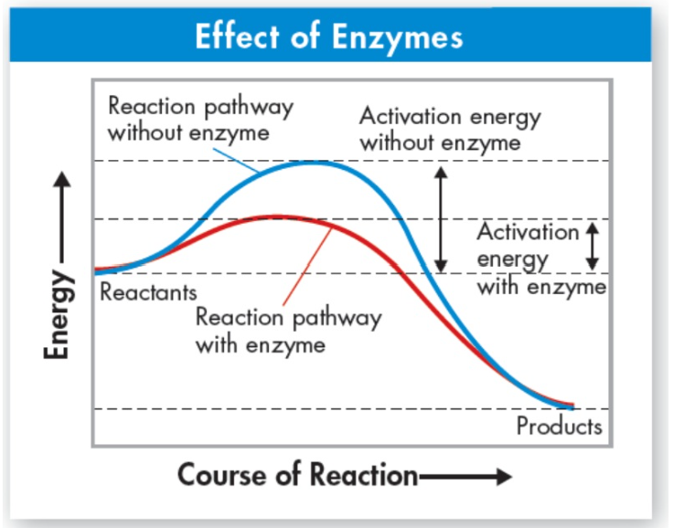 <p>Speeds up reaction rate of biological processes</p><ul><li><p>Specific to one reaction</p><ul><li><p>end is -ase</p></li></ul></li></ul><ul><li><p>Lowers activation energy</p><ul><li><p>Speeds up chemical reaction</p></li></ul></li></ul><p></p>
