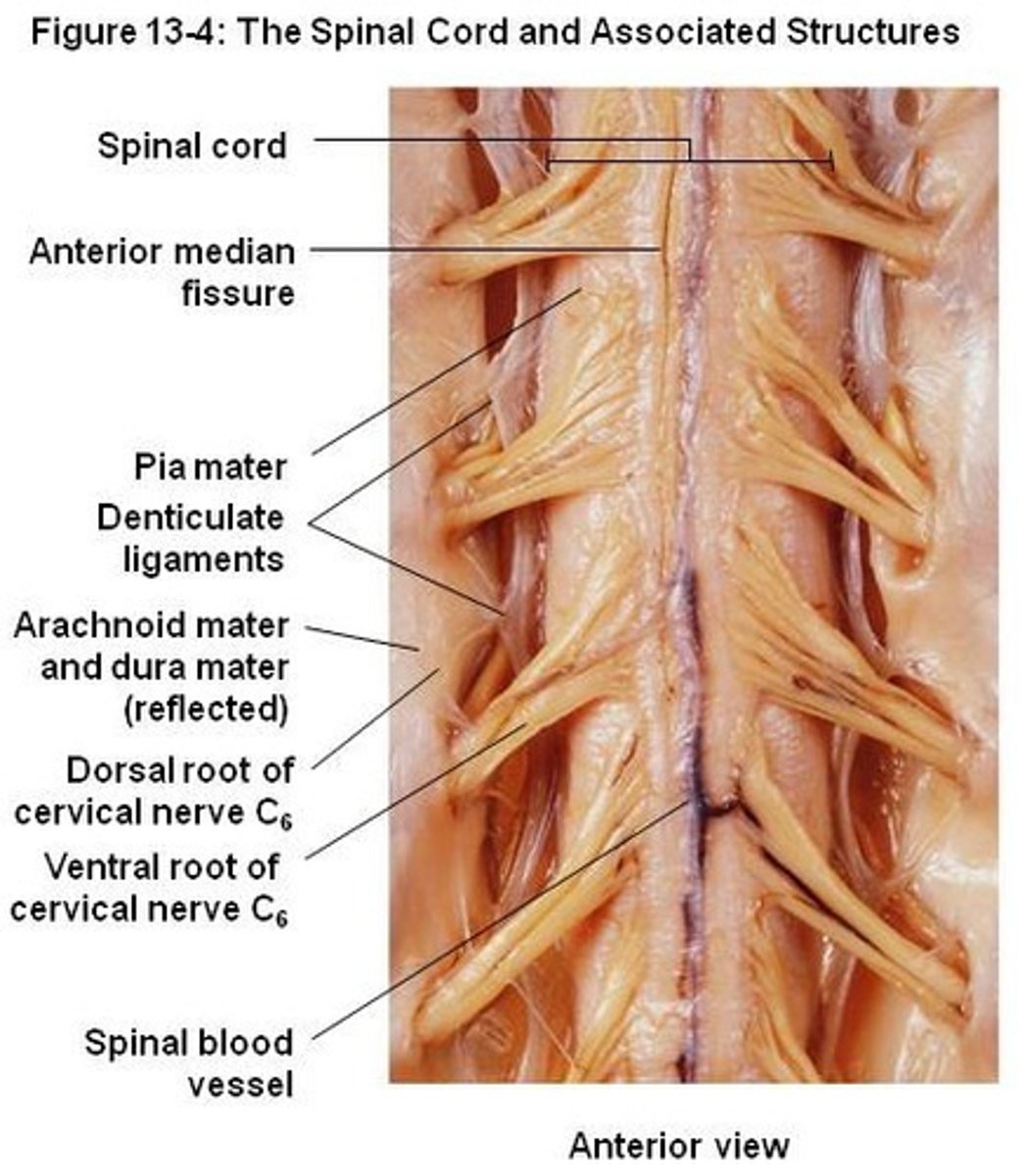 <p>anterior root</p>