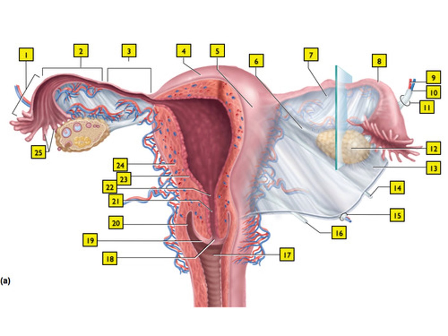 <p>15</p>