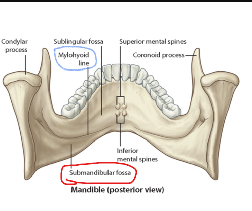 <p>Submandibular fossa</p><ul><li><p>scooped-out depression of the bone located on the internal surface of the mandible, inferior to the mylohyoid ridge </p><ul><li><p>location of the submandibular salivary gland </p></li></ul></li><li><p>Radiography:<strong> radiolucent </strong>area in the molar region below the mylohyoid ridge </p></li></ul><p></p>