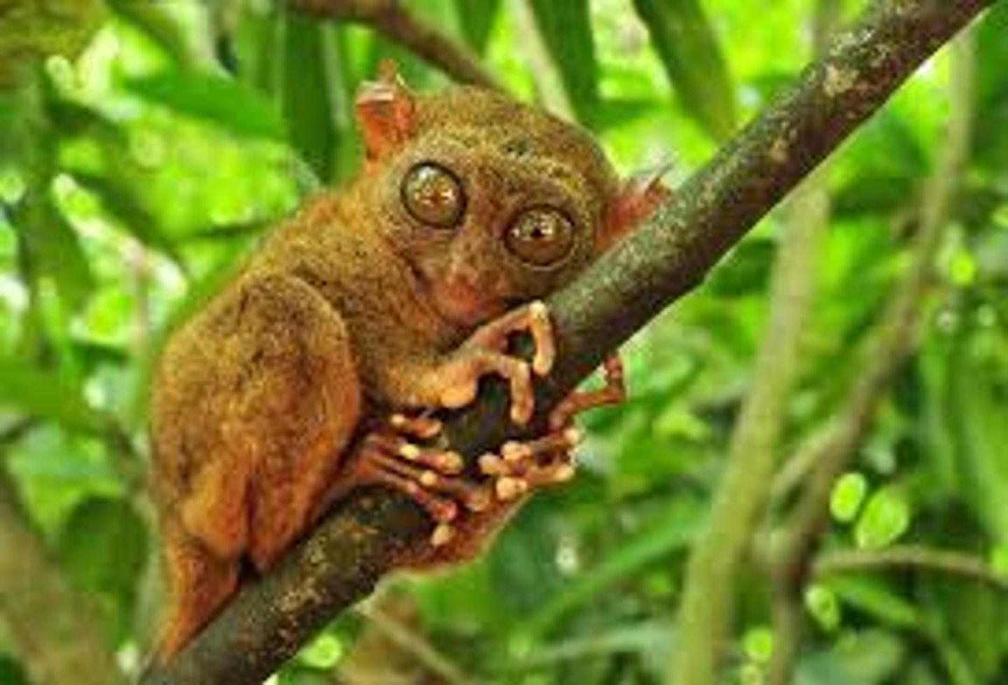 <p>Small bodies, large eyes, Phillipines</p>