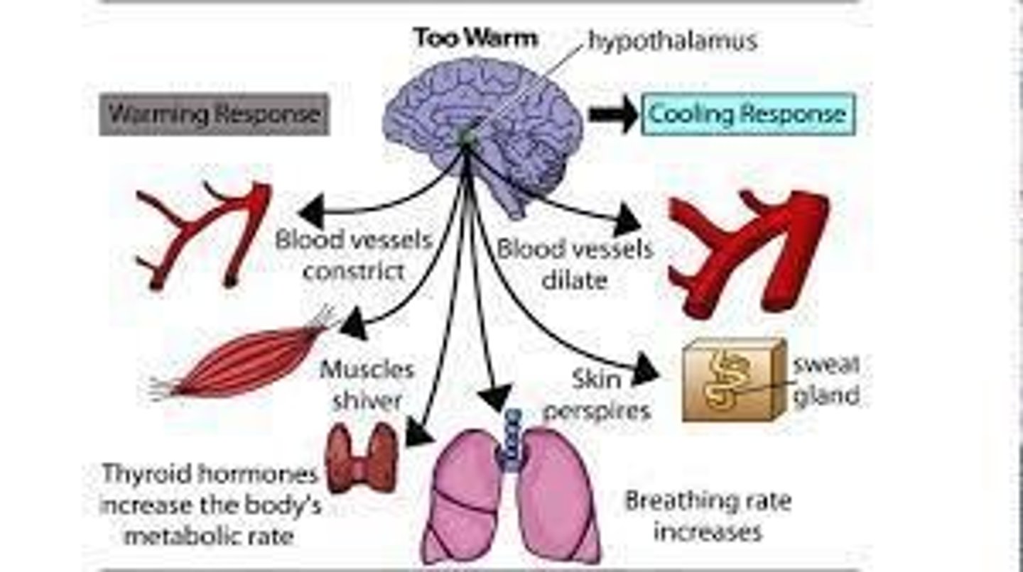 <p>Regulating body temperature, hunger, water balance, and sleep-wake cycles.</p>