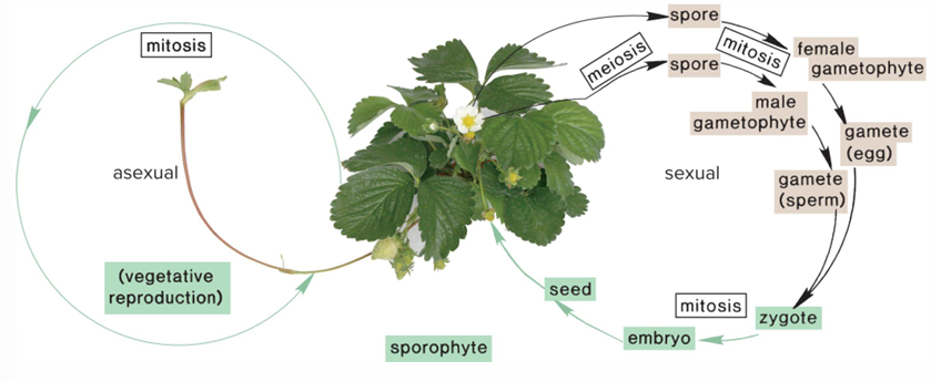 <p>Production of cells identical in chromosomes with cells from which they arose</p>