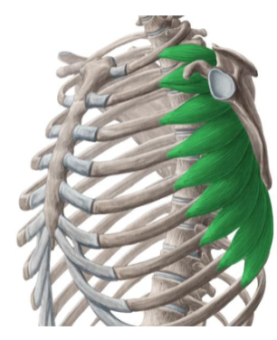 <p><span style="color: rgb(255, 255, 255);">Oorsprong: 9 zaagtanden op het</span><span style="color: rgb(255, 255, 255);"><br></span><span style="color: rgb(255, 255, 255);">buitenvlak van rib 1-9</span><span style="color: rgb(255, 255, 255);"><br></span><span style="color: rgb(255, 255, 255);">Aanhechting: gehele margo medialis</span><span style="color: rgb(255, 255, 255);"><br></span><span style="color: rgb(255, 255, 255);">Functie: protractie, exorotatie en</span><span style="color: rgb(255, 255, 255);"><br></span><span style="color: rgb(255, 255, 255);">depressie van de scapula</span></p><p><span style="color: rgb(255, 255, 255);">scapula thoracaal</span></p>