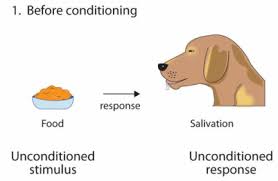<p>in classical conditioning, an unlearned, naturally occurring response (such as salivation) to an unconditioned stimulus (US) (such as food in the mouth).</p><p></p>
