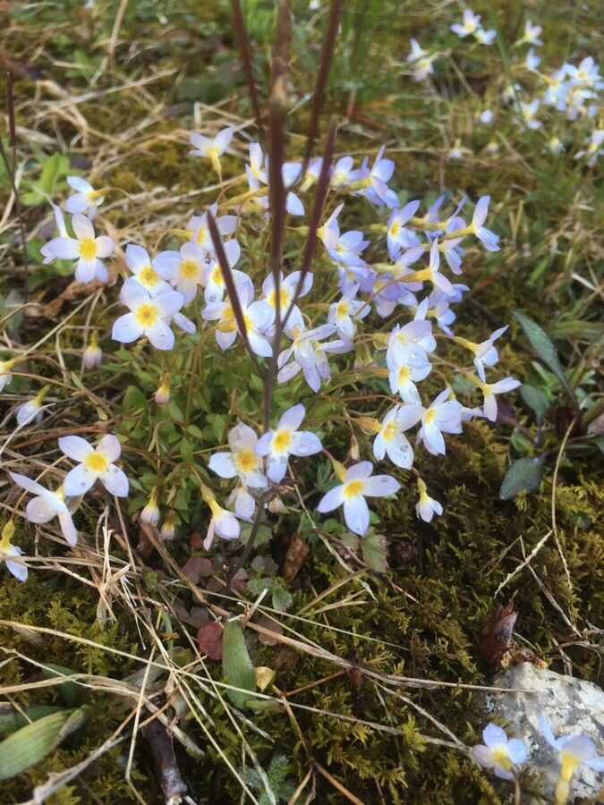 <p>thymeleaf bluet</p>