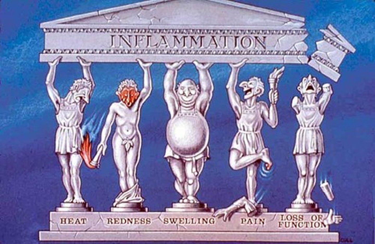 <p>A normal defense response to injury, irritation, or infection</p>