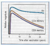 <p>Antibodies show no significant decline, with half-lives exceeding 20 years. T cells have a half-life of 8–15 years, indicating long-lasting immunity</p>
