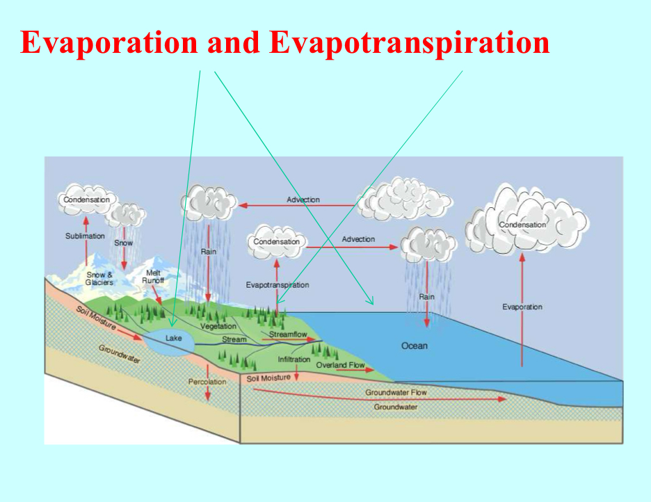 <p>Evaporation - vaporisation of liquid (to gas)</p><p>Transpiration - evaporation of water from aerial parts of plants</p>