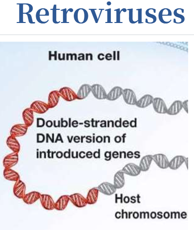 <p>Integrate their genetic material (including the new gene) into a chromosome in the human cell</p>