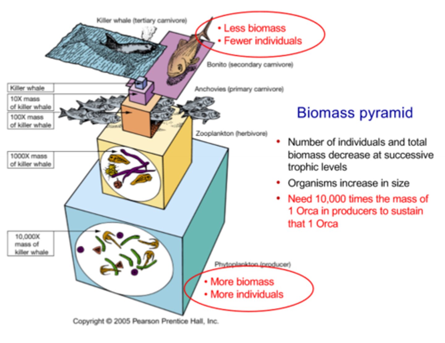 <p>- The biomass pyramid shows how biomass changes throughout trophic levels</p><p>- The number of individuals and the total biomass decrease at successive trophic levels, however, organisms increase in individual size at successive trophic levels</p><p>- At the base of the pyrmic, there is a larger amount of biomass that is spread among numerous very small organisms</p><p>- At the top of the pyramid, there is a lesser amount biomass that is spread among a few larger organisms</p><p>- A single killerwhals need a number of producers that is equal 10,000 times the mass of a single orca in order to sustain itself</p>