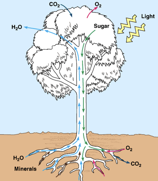 <p><strong>transpiration:</strong> movement of water through plant and subsequent evaporation through <strong>aerial tissues (</strong>leaves<strong>)</strong></p><ul><li><p>the process supports <strong>photosynthesis</strong></p></li></ul><p></p><p>photosynthesis produces <strong>sugars</strong> in the leaves and are <u>translocated</u> by phloem to other parts of the plant</p><ul><li><p>for cellular function and growth</p></li></ul><p></p>