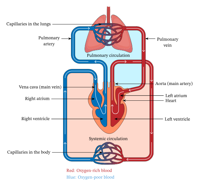 <p><span style="color: rgb(93, 174, 255);">Pulmonary Arteries </span>(Pulmonary Circulation) → Lungs →<span style="color: rgb(93, 174, 255);"> </span><span style="color: rgb(255, 92, 92);">Pulmonary Veins</span>&nbsp;(Systemic Circulation) →<span style="color: rgb(93, 174, 255);"> </span>Heart (Left Atrium)</p>