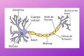 <p>axon (conduce impulsos nerviosos)</p><p>cuerpos celulares (contienen al nucleo)</p><p></p>