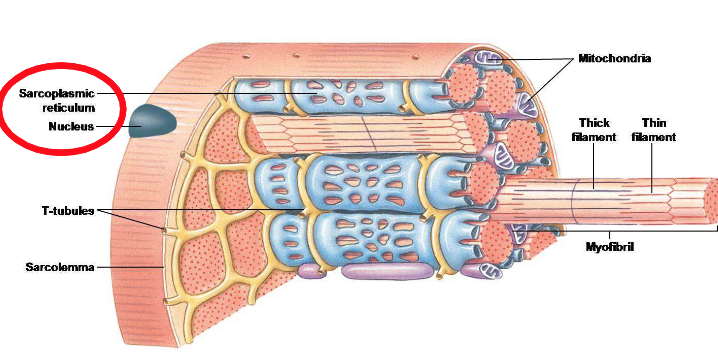<p>Why does the skeletal muscle fibre have the fastest contraction time out of all three muscle types?</p>