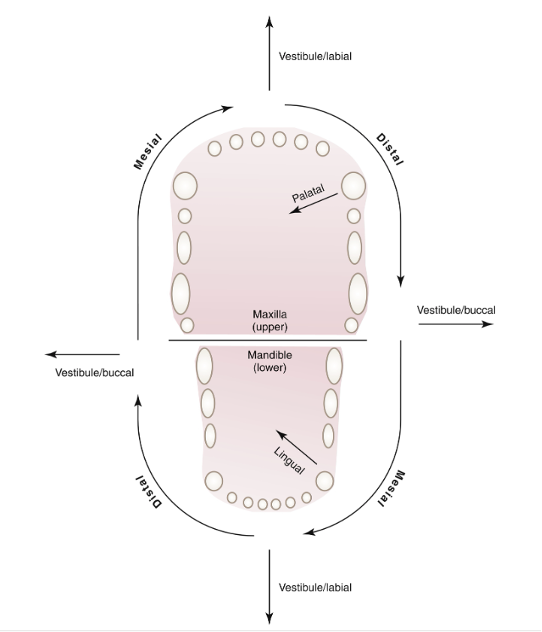 <p>Terms describing tooth positions: <mark data-color="blue" style="background-color: blue; color: inherit;">labial, buccal, palatal, and lingual (relative to the mouth).</mark></p>