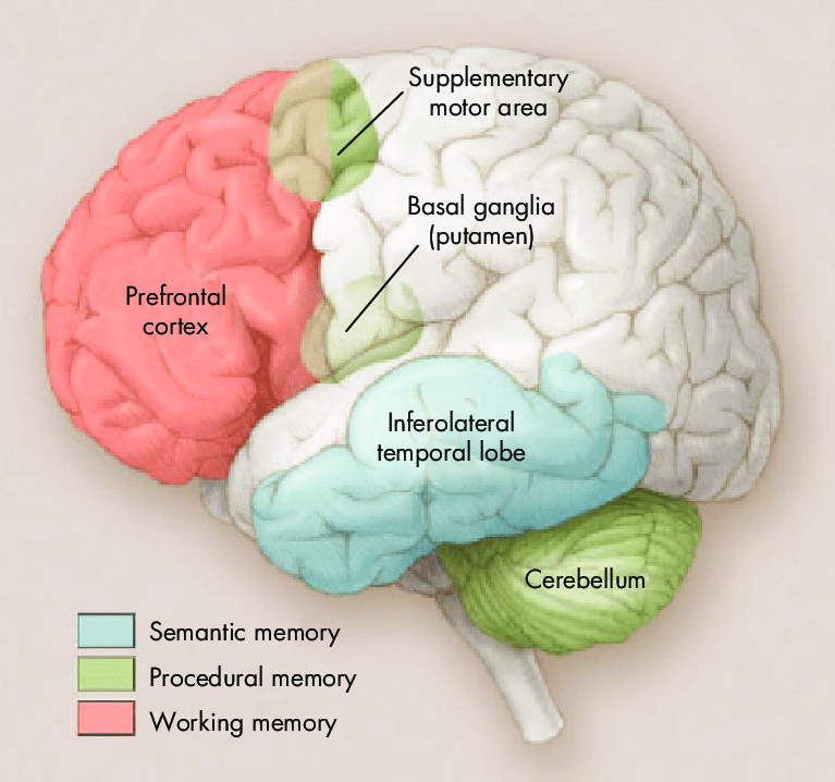 <p>The memorization of motor control - located in the cerebellum and basal ganglia (nuclei)</p>