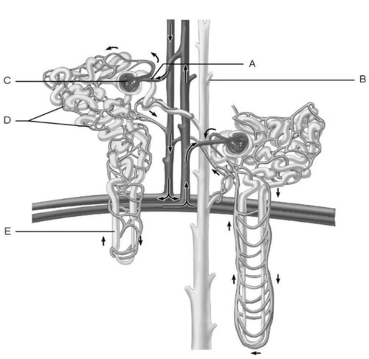<p>Excretion of metabolic wastes and foreign substances (drugs or toxins).</p>