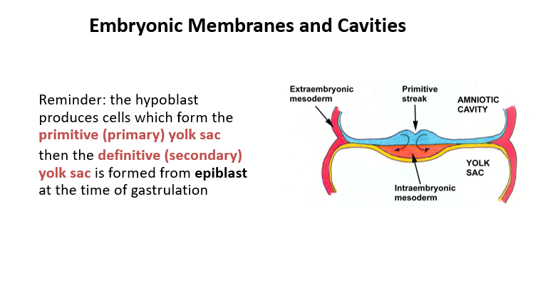 <p><mark data-color="purple">Embryonic Membranes and Cavities</mark></p><p>Can you provide labels, descriptions, and an explanation of the elements within this diagram, detailing what it represents or illustrates?</p><p><mark data-color="green">Lecture Slide 10</mark></p>