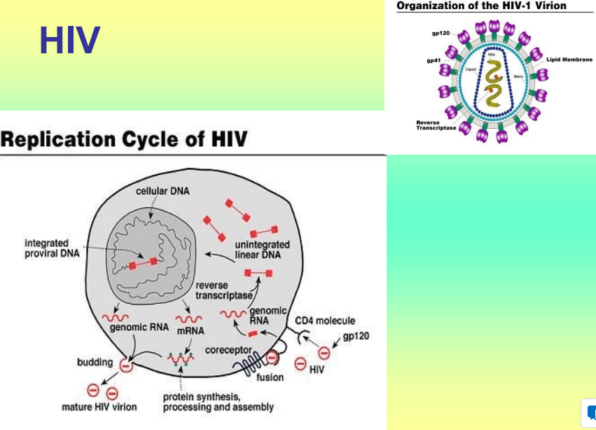 <ul><li><p>Severe immunosuppressive condition; often fatal; predisposition to opportunistic infections and cancers</p></li><li><p>HIV causes depletion in helper T-cells making the host very susceptible to other infections</p></li><li><p>Frequent antigenic changes</p></li></ul><p></p>