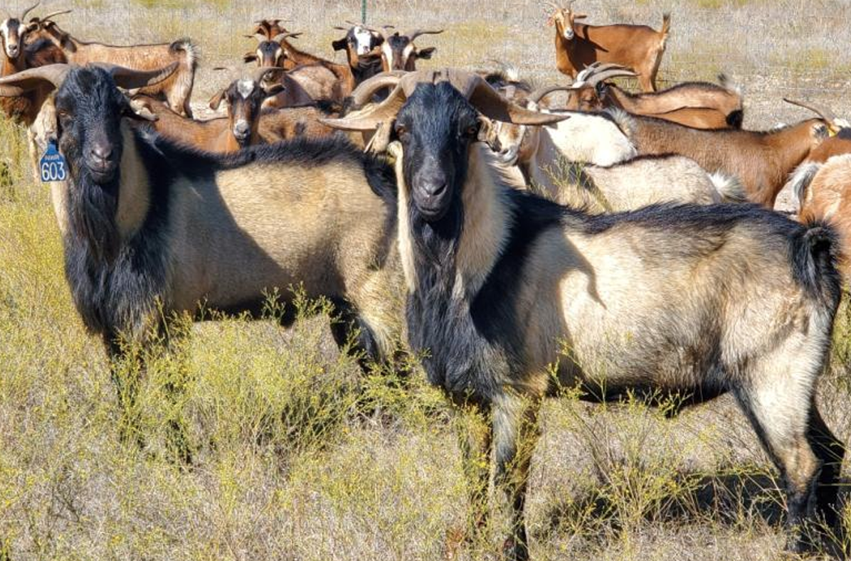 <p>What Goat is this?</p>