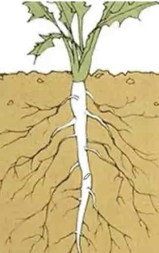 <ul><li><p>consists of <strong>one main root</strong> (formed from the enlarging radicle)</p></li></ul><p>with <strong>many smaller lateral (branch) roots coming out of it</strong>.</p><ul><li><p> are characteristic of many <strong>eudicots and gymnosperms</strong>.</p></li><li><p> often <strong>extend down into the soil to obtain water deep under- ground</strong></p></li></ul>