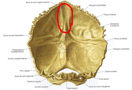 <p>termina en la protuberancia occipital interna</p>