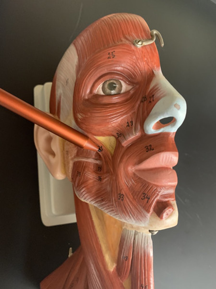 <p>O: zygomatic bone</p><p>I: angle of mouth</p><p>A: raises angle of mouth</p><p>Inn: Facial nerve (CN VII)</p>