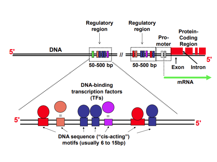<p><span>Sequence of DNA to which </span><strong>proteins bind to initiate transcription downstream</strong></p><p class="p2"><span><strong>TATA box </strong></span>(-25 to -30) - TATA(A/T)A(A/T)</p><p class="p3">Binds TATA Binding Protein<br>Positions RNA Pol II at transcription start site<br><span style="line-height: normal;">Initiation focused at a single TSS</span></p><p class="p2"><span style="line-height: normal;"><strong>Initiator </strong>- PyPyAN(T/A)PyPy (A = TSS)</span><br>Overlaps with Transcription Start Site<br><span style="line-height: normal;">Recognised by TAF/TAF2</span><br>Supports multiple dispersed start sites</p><p class="p1"><strong>Downstream Promotor Elements </strong><span>(+28 - +32)</span><br><span style="line-height: normal;">Functions in TATA-less promotors</span><br>Recognised by TAF6/TAF9</p>